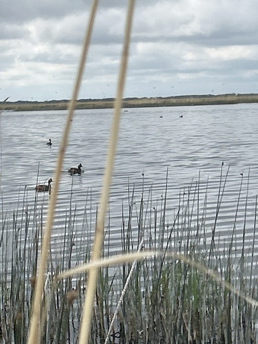 iNaturalist image