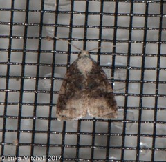 Platynota exasperatana