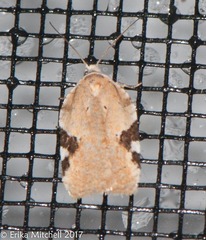 Acleris cervinana