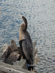 Anhinga anhinga