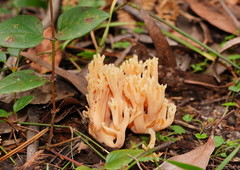 Ramaria samuelsii