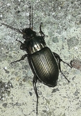 Poecilus