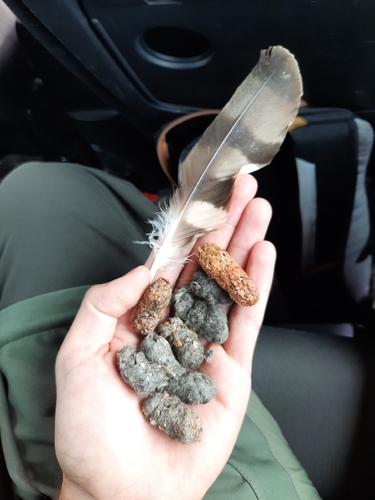 Plume de Busard cendré