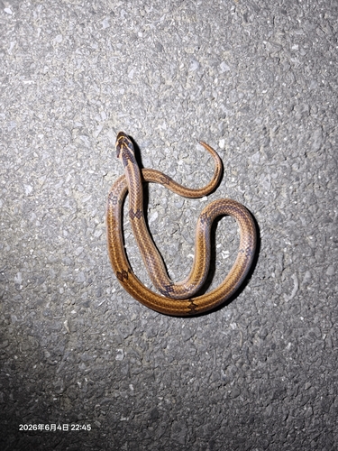 Lungshen Kukri Snake