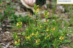 Pedicularis thamnophila