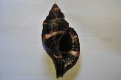 Monoplex pilearis