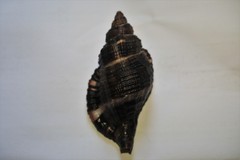 Monoplex pilearis
