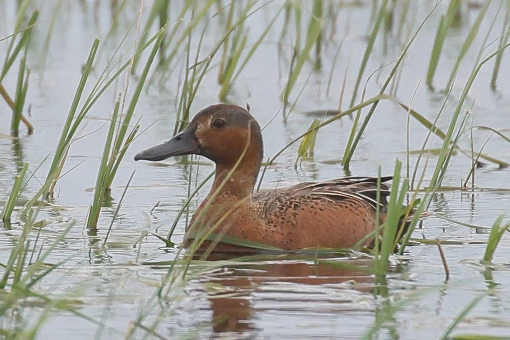 Green-winged × Cinnamon Teal