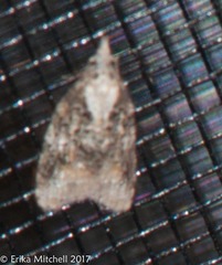 Platynota exasperatana