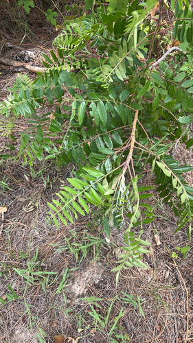 shining sumac