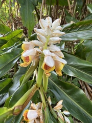 Alpinia hainanensis