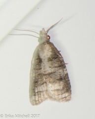 Platynota exasperatana