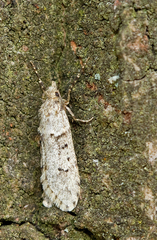Diurnea fagella