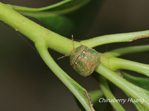 Kudzu Bug