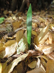 Trachycarpus fortunei