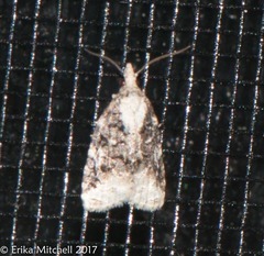 Platynota exasperatana