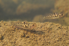 Mugilogobius chulae