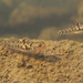Yellowstripe Goby - Photo (c) H.T.Cheng, some rights reserved (CC BY-NC), uploaded by H.T.Cheng