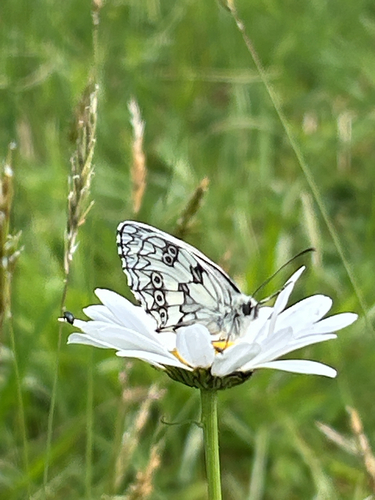 Marbled White