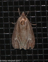 Olethreutes quadrifidum