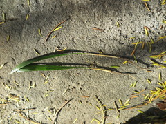 Trachycarpus fortunei