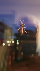 Ichneumon xanthorius