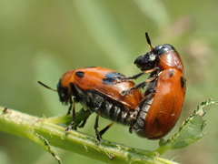 Coptocephala pallens