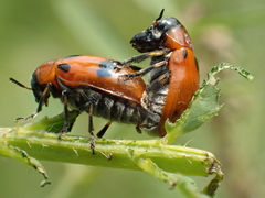 Coptocephala pallens
