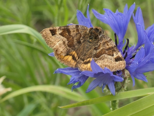 Burnet Companion