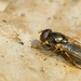 Cheilosia pagana - Photo (c) Paul Cools,  זכויות יוצרים חלקיות (CC BY-NC), uploaded by Paul Cools