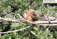 Pterorhinus lanceolatus