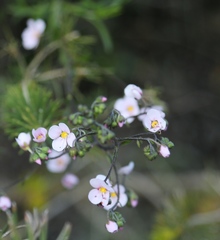 Diplopeltis huegelii