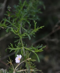 Diplopeltis huegelii