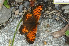 Melitaea jezabel