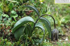 Fritillaria delavayi