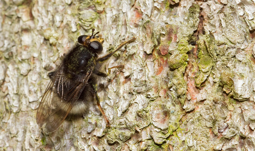 Large Bearfly