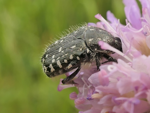 Mediterranean Spotted Chafer