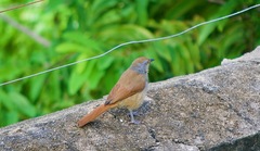 Cichladusa arquata