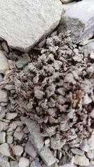 Veronica cheesemanii