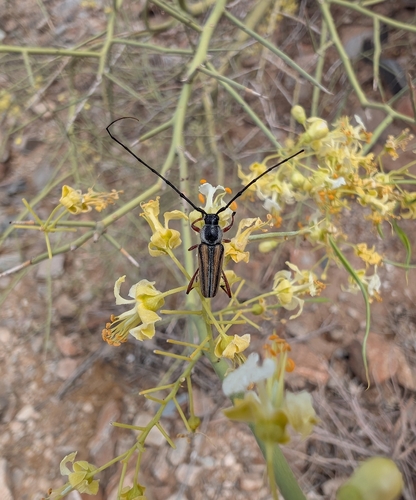 Sphaenothecus bilineatus
