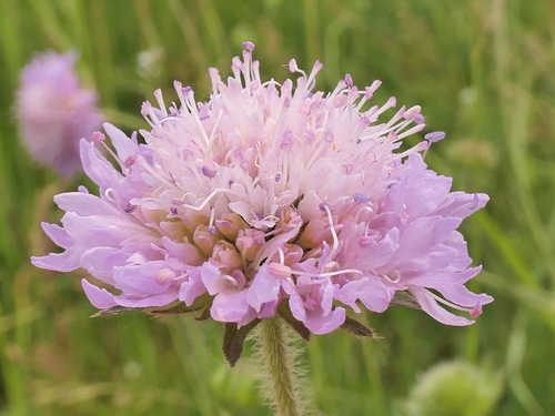 Field Scabious