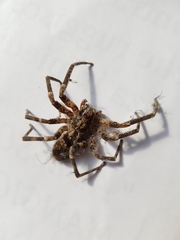 Zoropsis