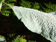 Siphoninus phillyreae