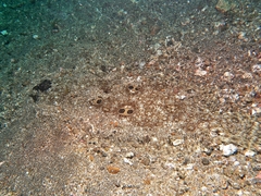 Pseudorhombus dupliciocellatus