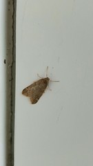 Alsophila aescularia