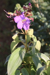 Erwin Sieben, CC0, iNaturalist via GBIF Rosettea princeps, photograph Erwin Sieben, CC0, iNaturalist via GBIF