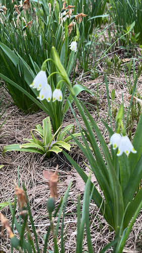 Summer snowflake