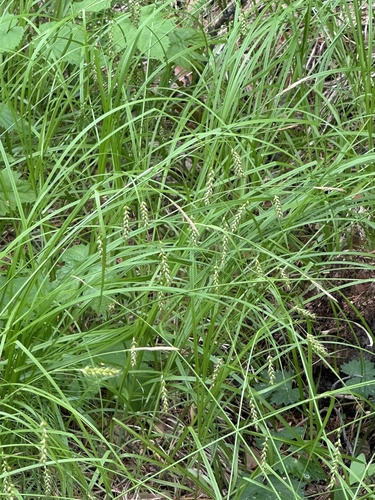 Carex arnellii (Carex arnellii)