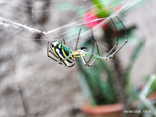 Mabel Orchard Orbweaver