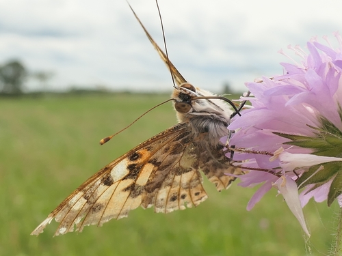 Painted Lady